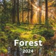 Naptr fali Dayliner Forest (2023)
