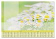 Knykaltt 595x410mm 3 ves tervezvel Sigel Lovely Daisies