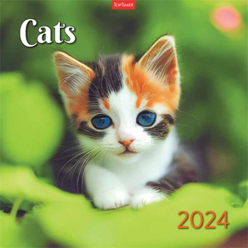 Naptár fali Toptimer Cats (2024)