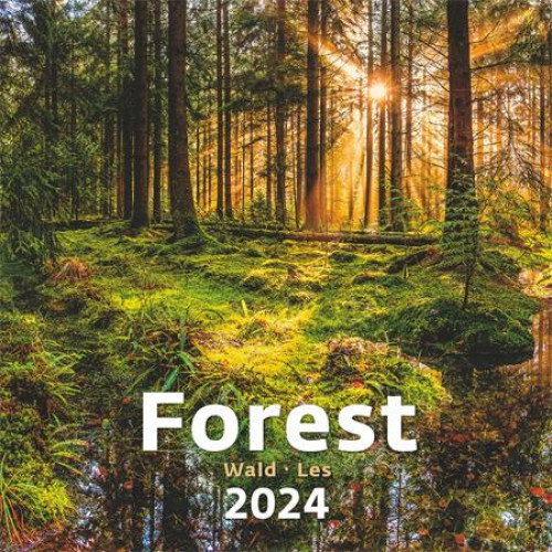 Naptár fali Dayliner Forest (2024)